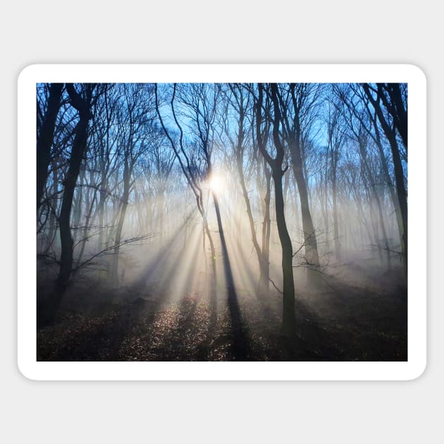 Dramatic sun rays through trees Sticker by Kate-P-